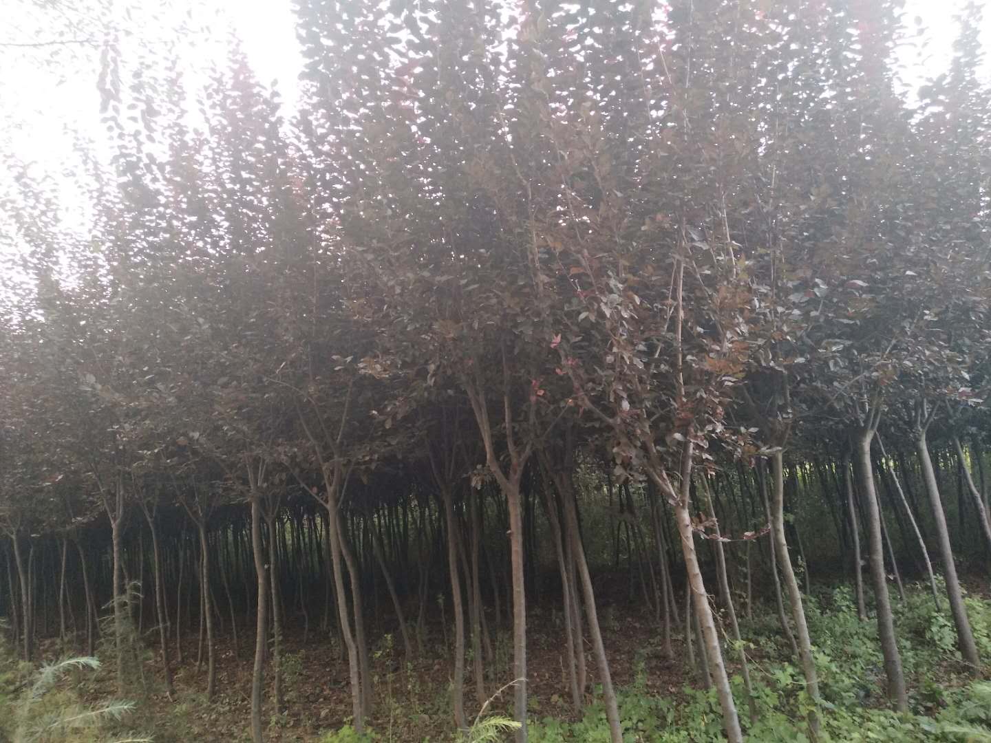 關(guān)于景觀苗木的選型、應(yīng)用及市場動態(tài)的核心信息整合，結(jié)合行業(yè)規(guī)范和最新實踐